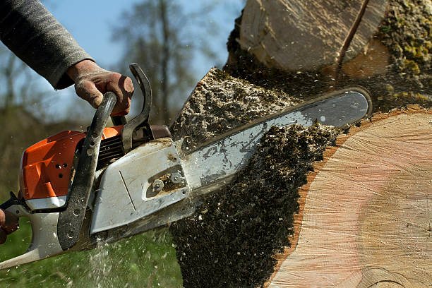 How Our Tree Care Process Works  in  Pendleton, IN